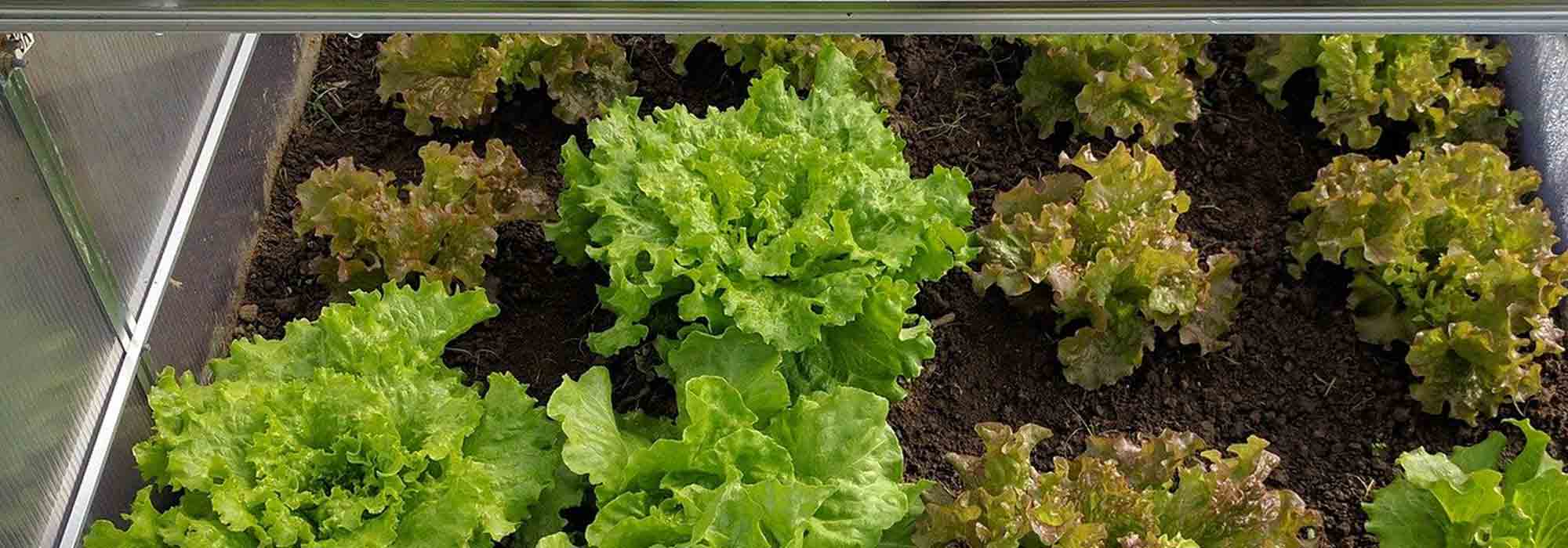Cultivar alfaces sob abrigo