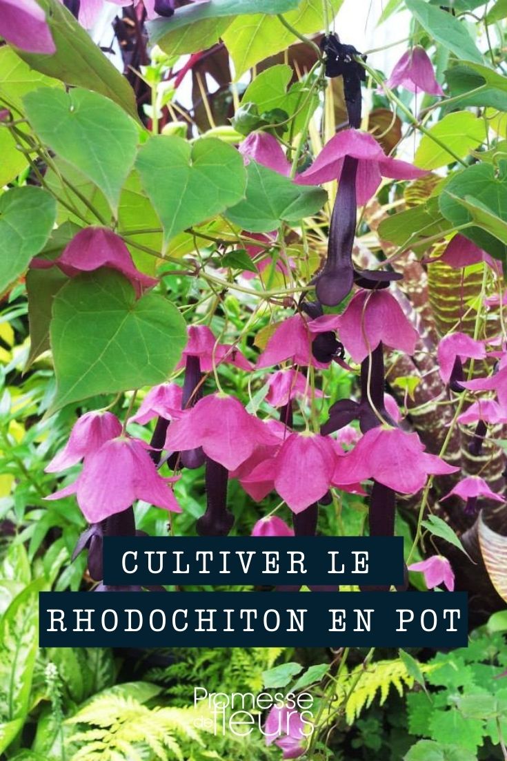 plantar Rhodochiton em vaso, recipiente ou floreira