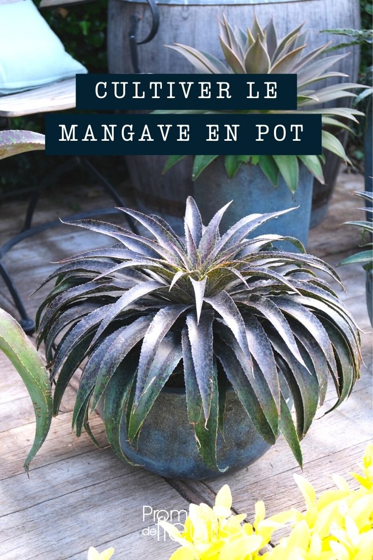 Cultivar e cuidar da mangave em vaso