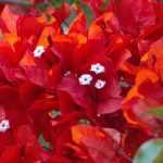 8 trepadeiras com flores vermelhas