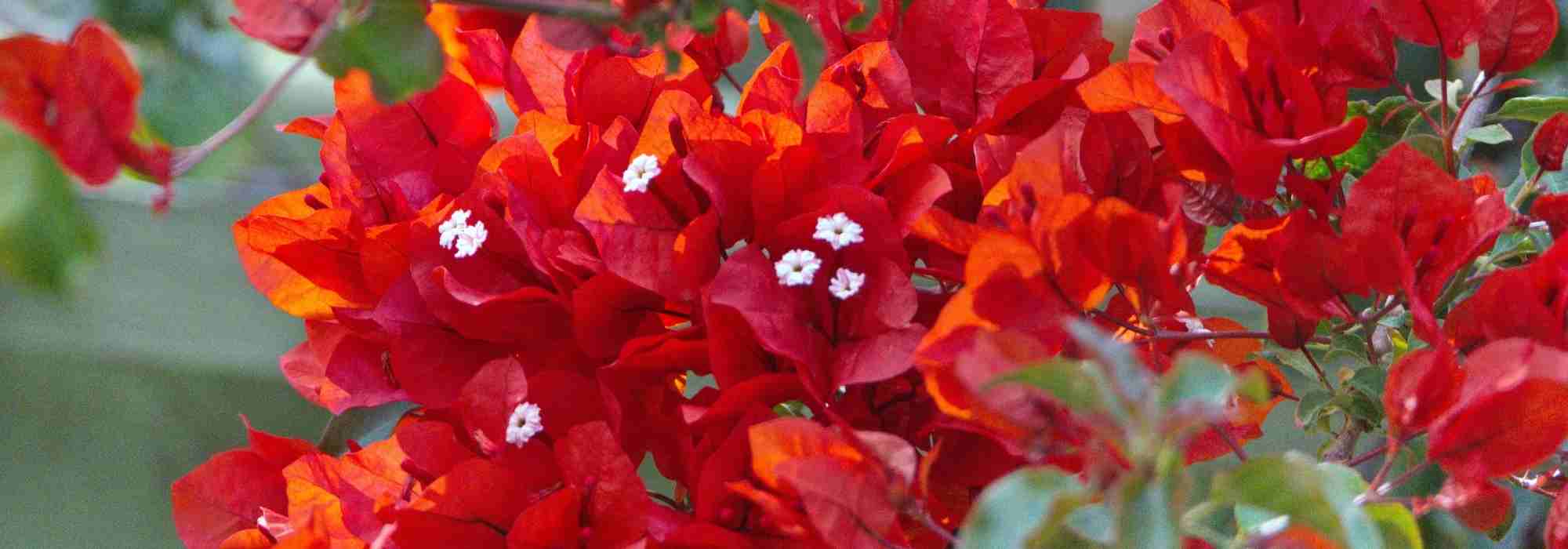 8 trepadeiras com flores vermelhas