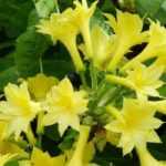 5 azáleas Mollis de flores amarelas