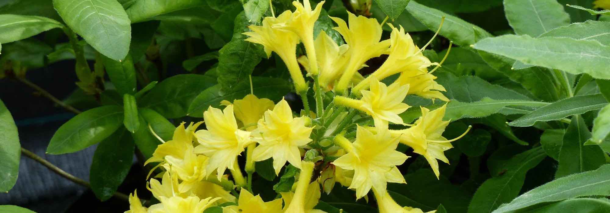 5 azáleas Mollis de flores amarelas