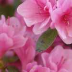 10 azáleas Japonesas de flores cor-de-rosa