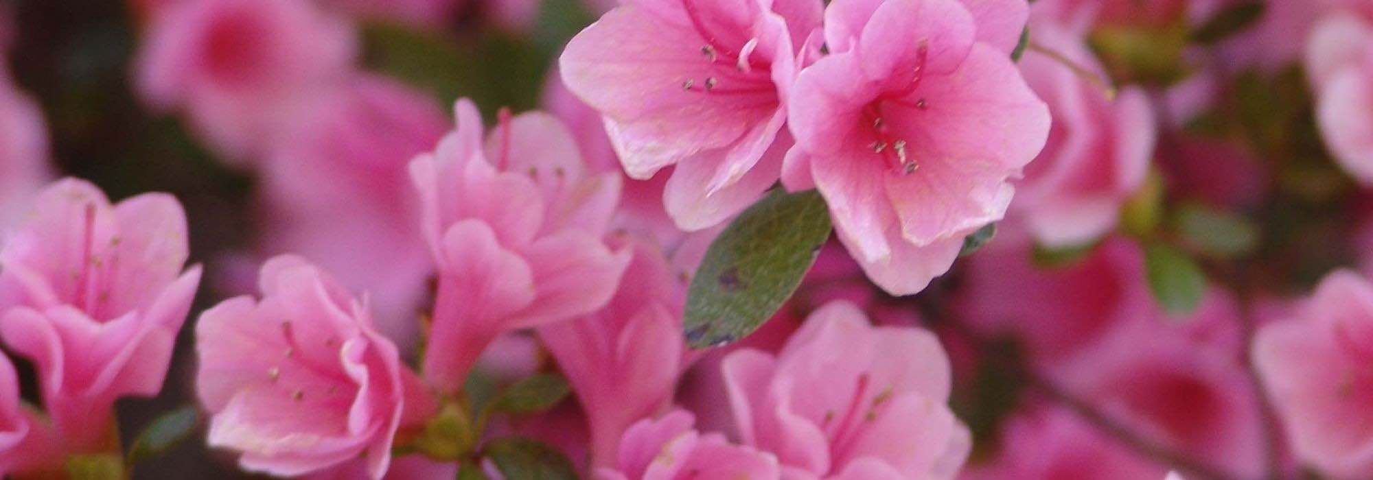 10 azáleas Japonesas de flores cor-de-rosa