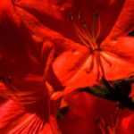 10 azáleas Japonesas de flores vermelhas