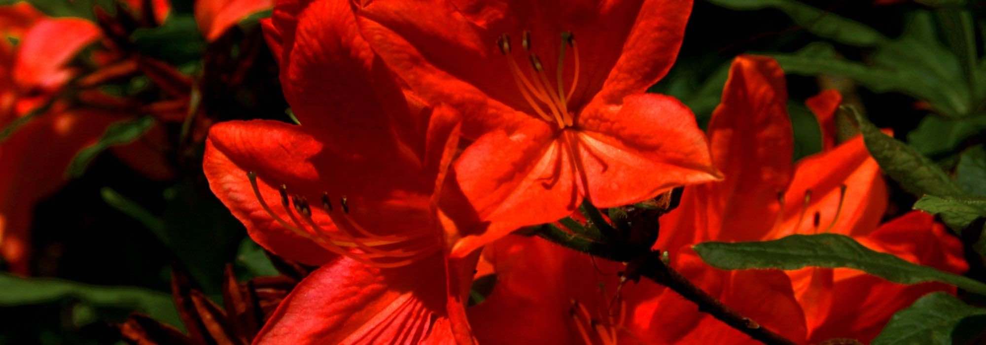 10 azáleas Japonesas de flores vermelhas