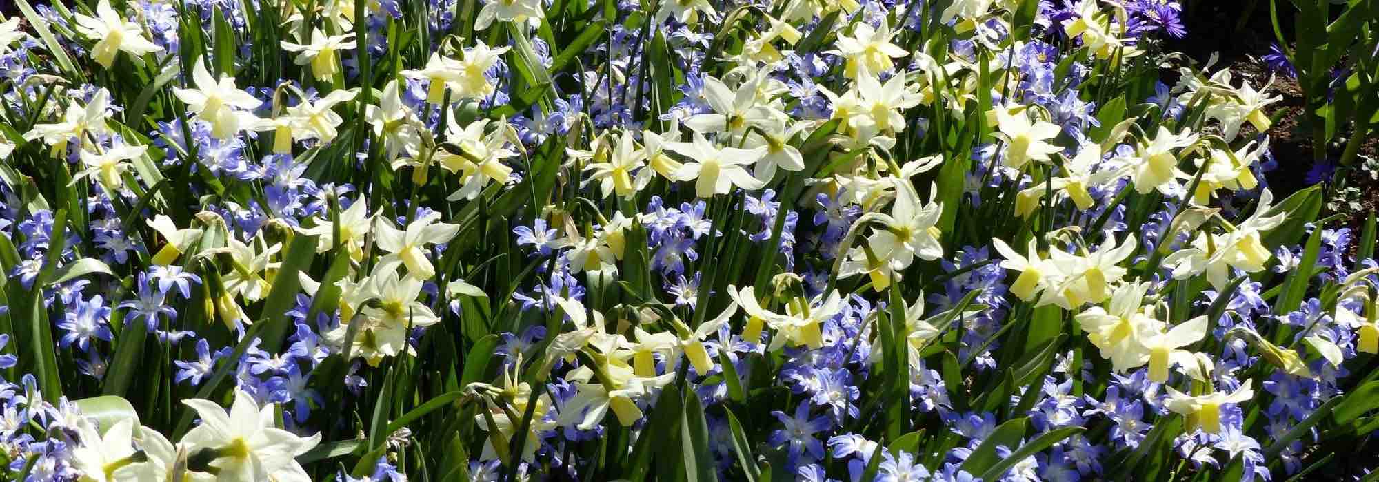 Associar as Chionodoxas