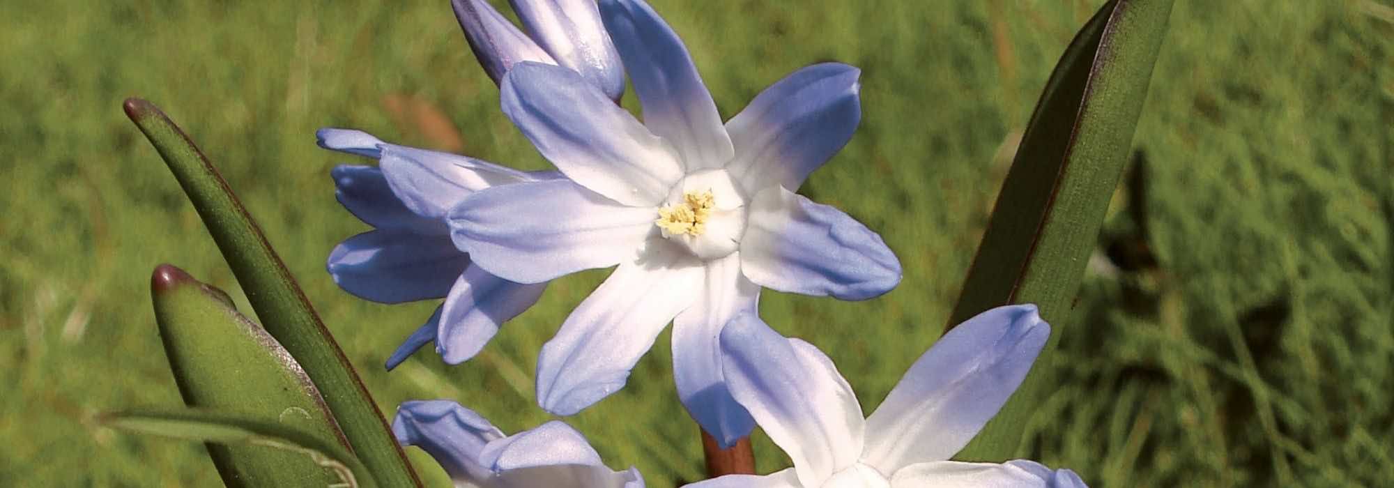 Chionodoxa: as nossas variedades preferidas