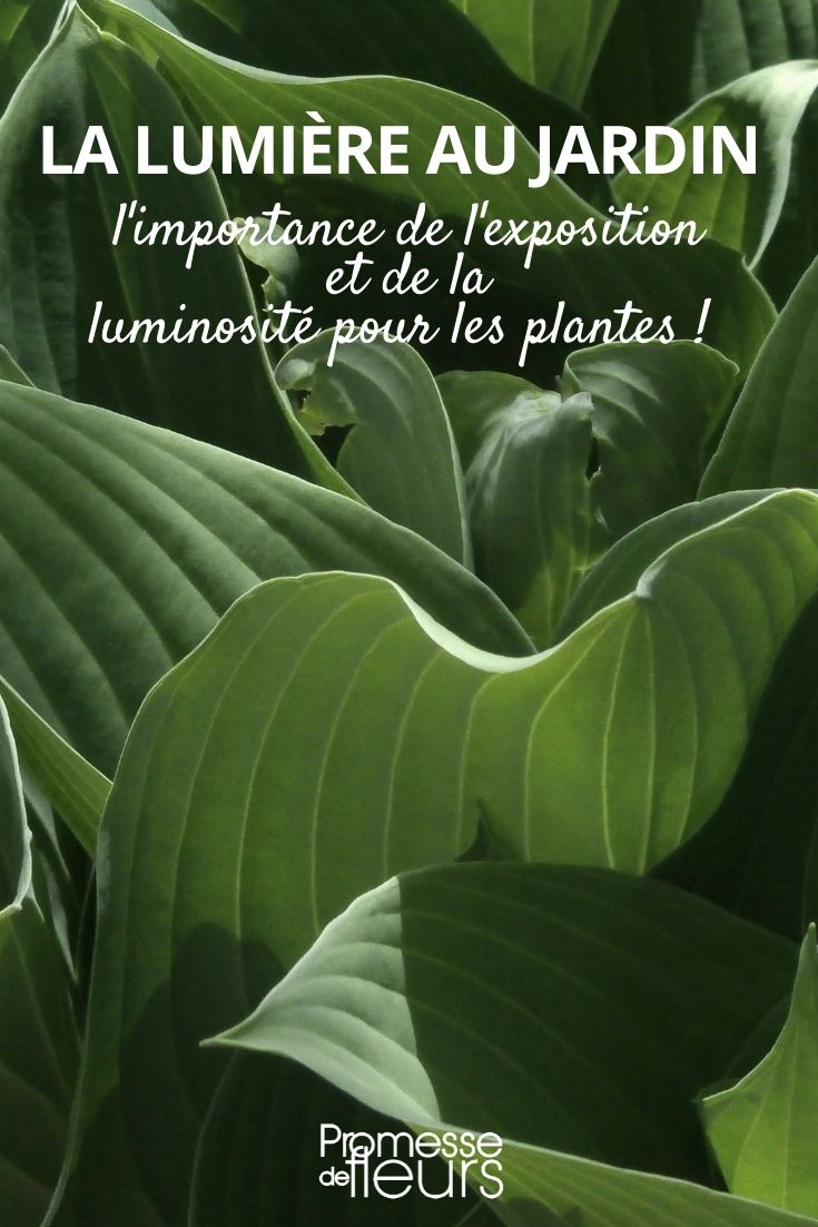exposição das plantas