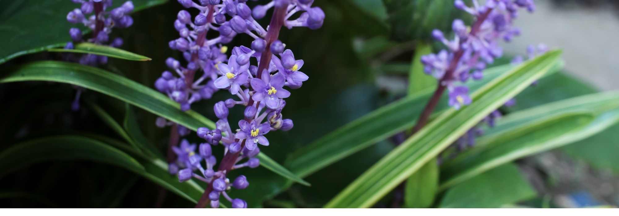 Cultivar o líriope em vaso