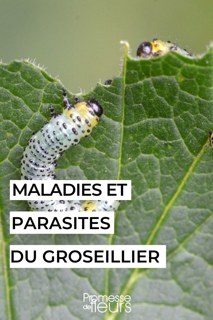 Doenças e pragas da groselheira