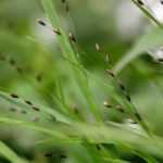 Mélica: plantação, cultivo e cuidados