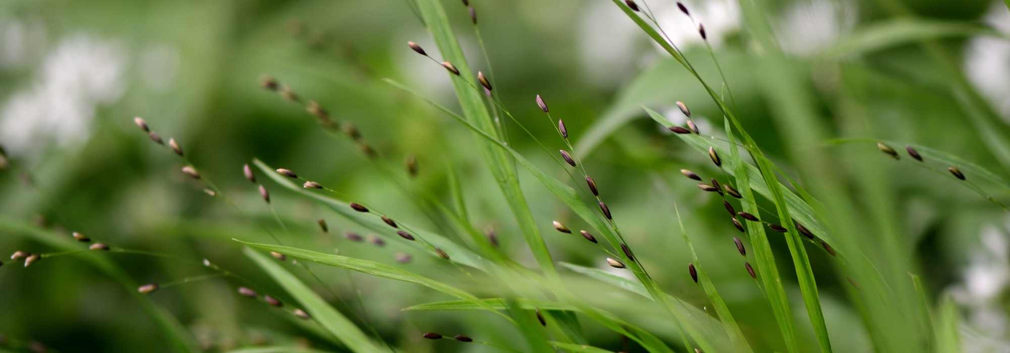Mélica: plantação, cultivo e cuidados