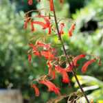 Fúcsia-do-Cabo: Plantar, cultivar e cuidar