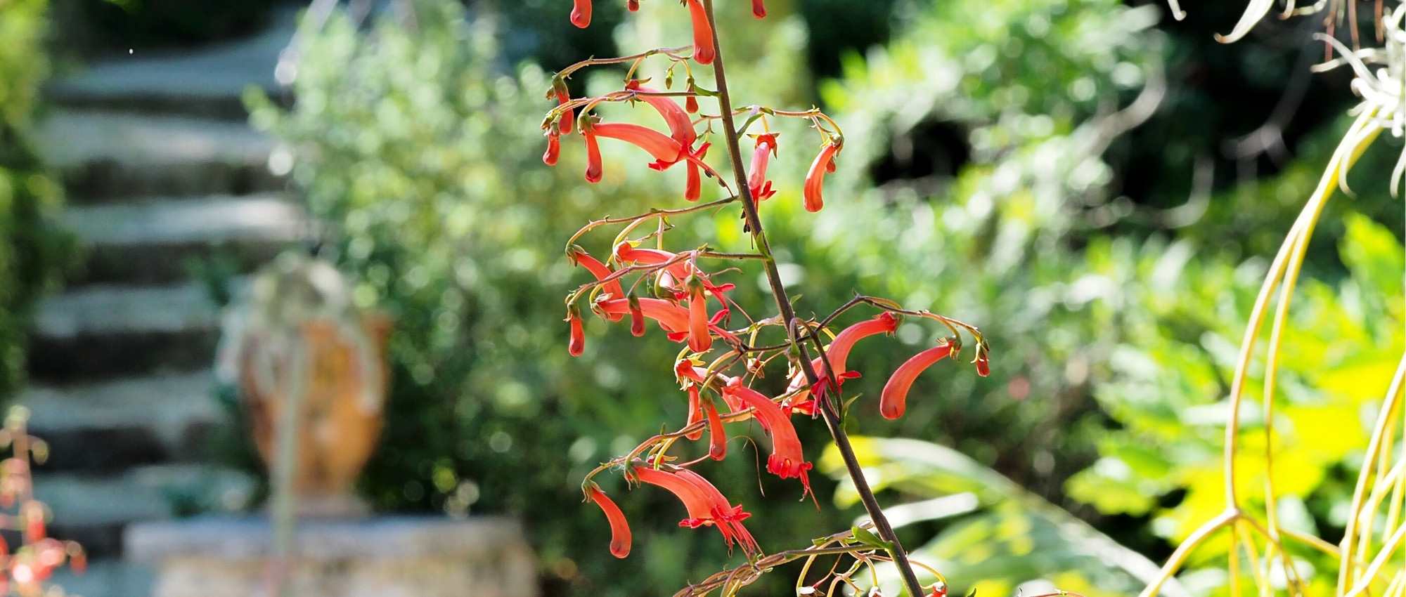Fúcsia-do-Cabo: Plantar, cultivar e cuidar