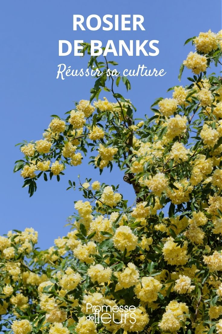 cultivar a roseira de Banks