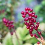 As mais bonitas plantas perenes com frutos decorativos