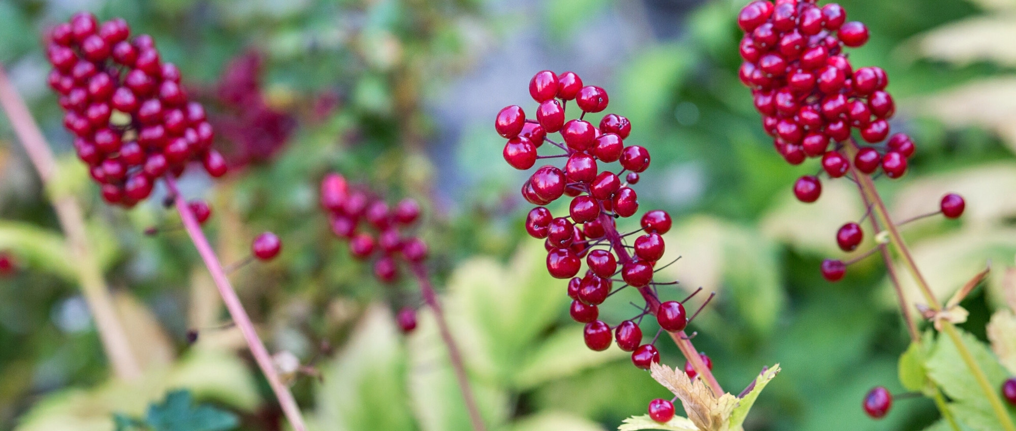 As mais bonitas plantas perenes com frutos decorativos