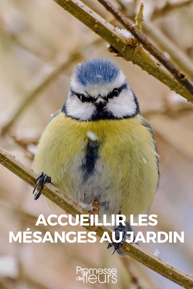 acolher os chapins no jardim