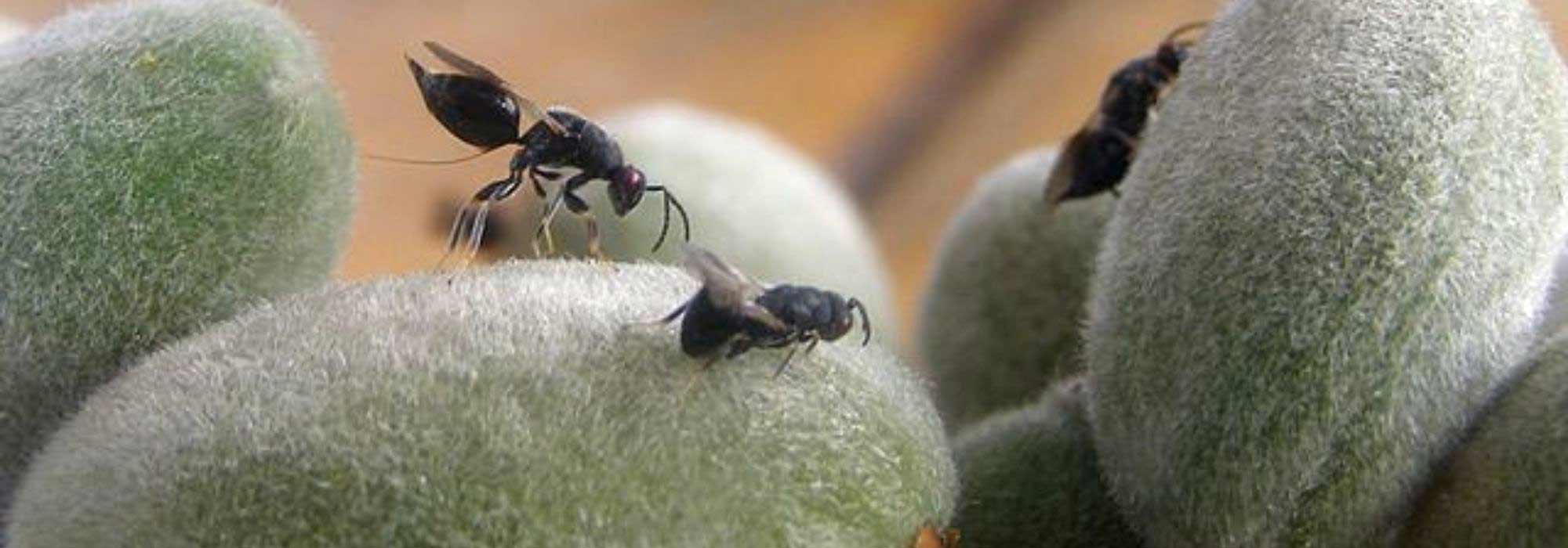 Doenças e pragas da amendoeira