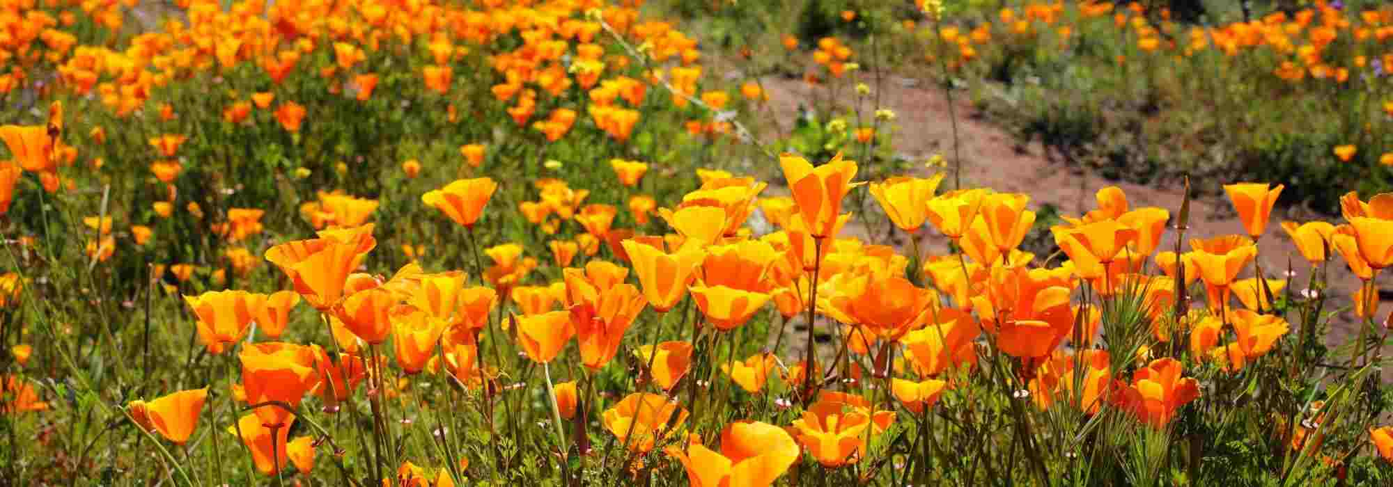 Planta anual: 8 espécies para um jardim seco