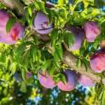 Que árvores e fruteiras de porte arbustivo plantar num solo argiloso?