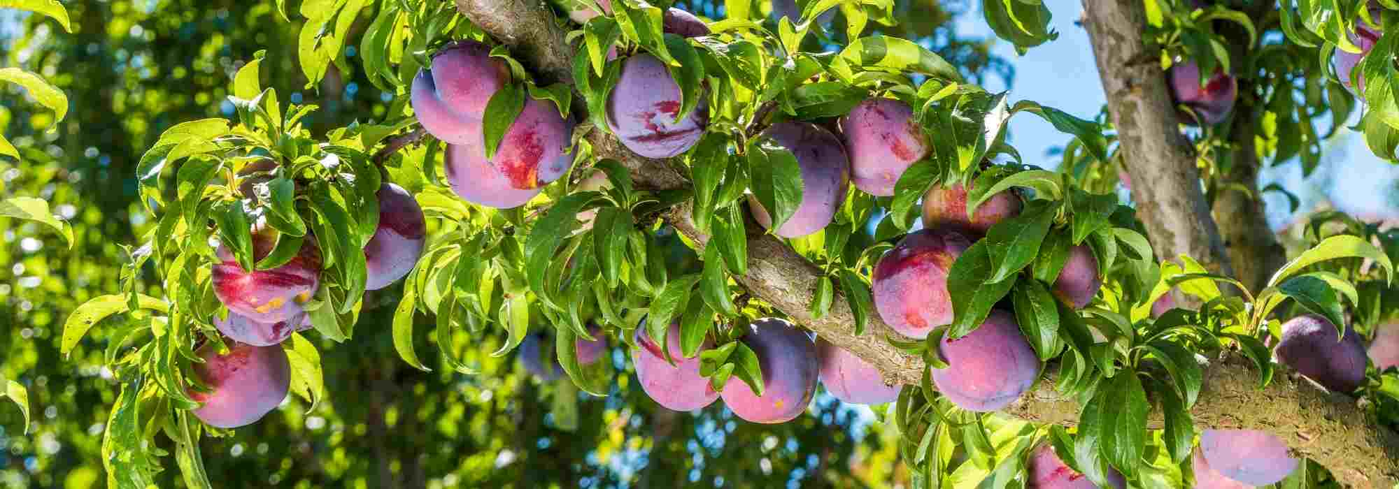 Que árvores e fruteiras de porte arbustivo plantar num solo argiloso?