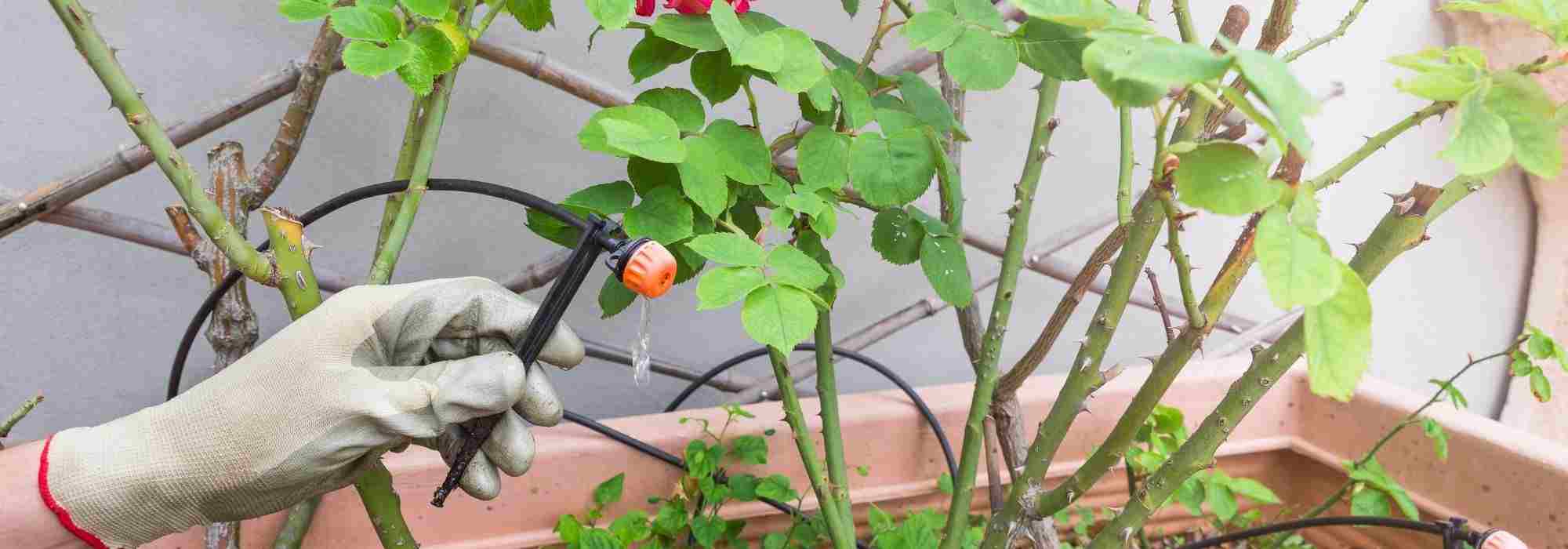 Como instalar um sistema de rega automática numa varanda ou num terraço?