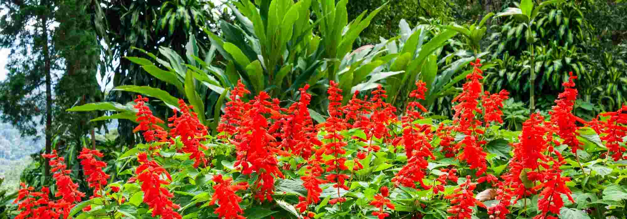 Combinar flores vermelhas ou púrpuras