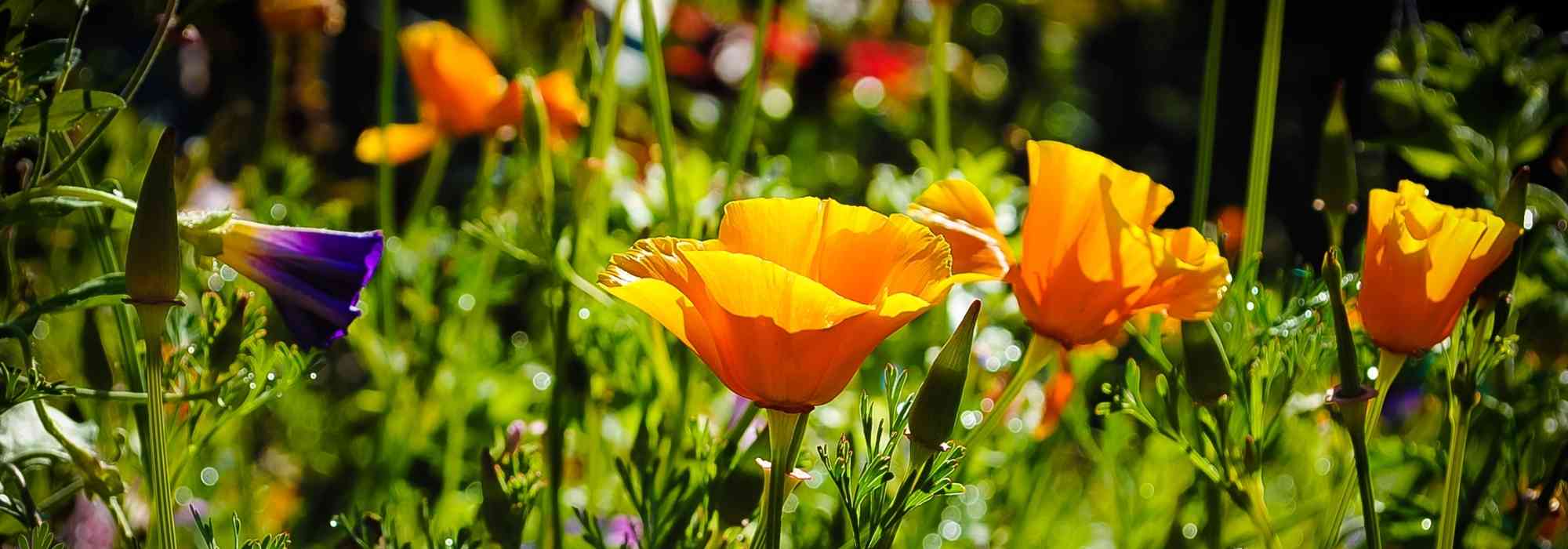 Combinar flores cor de laranja