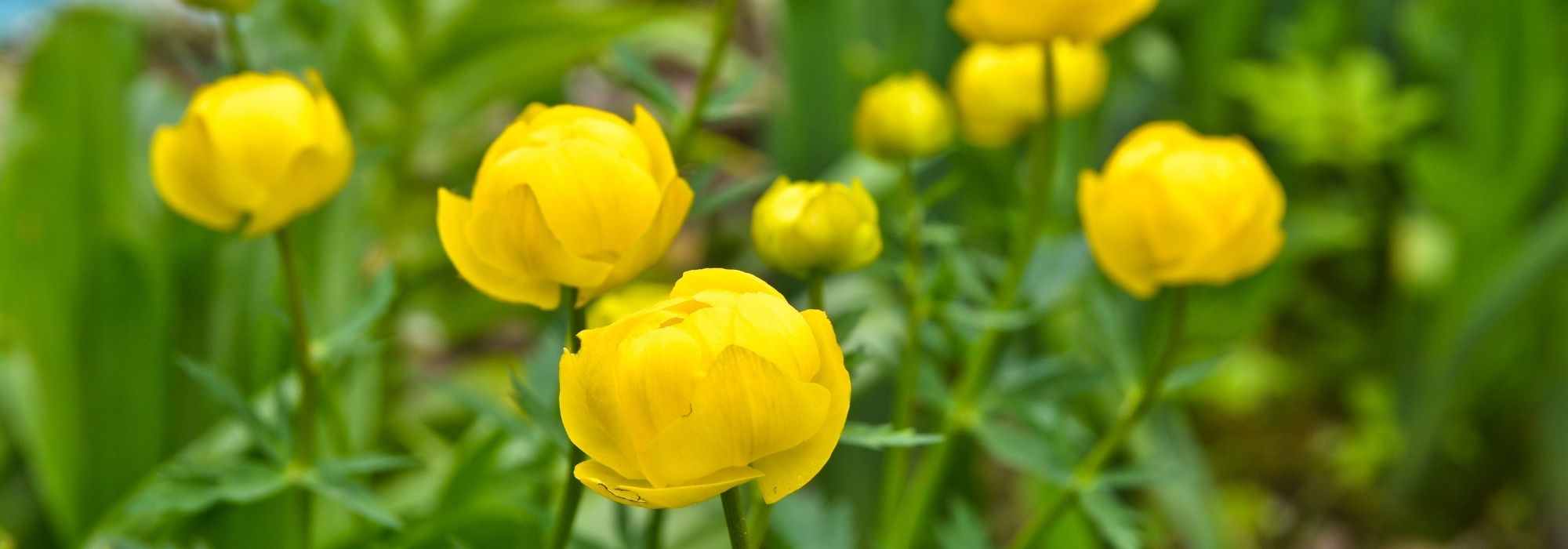 Combinar o trollius