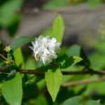 Multiplicar um deutzia por estaca