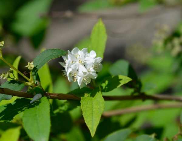 Multiplicar um deutzia por estaca