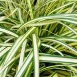 6 Carriços de folhagem variegada