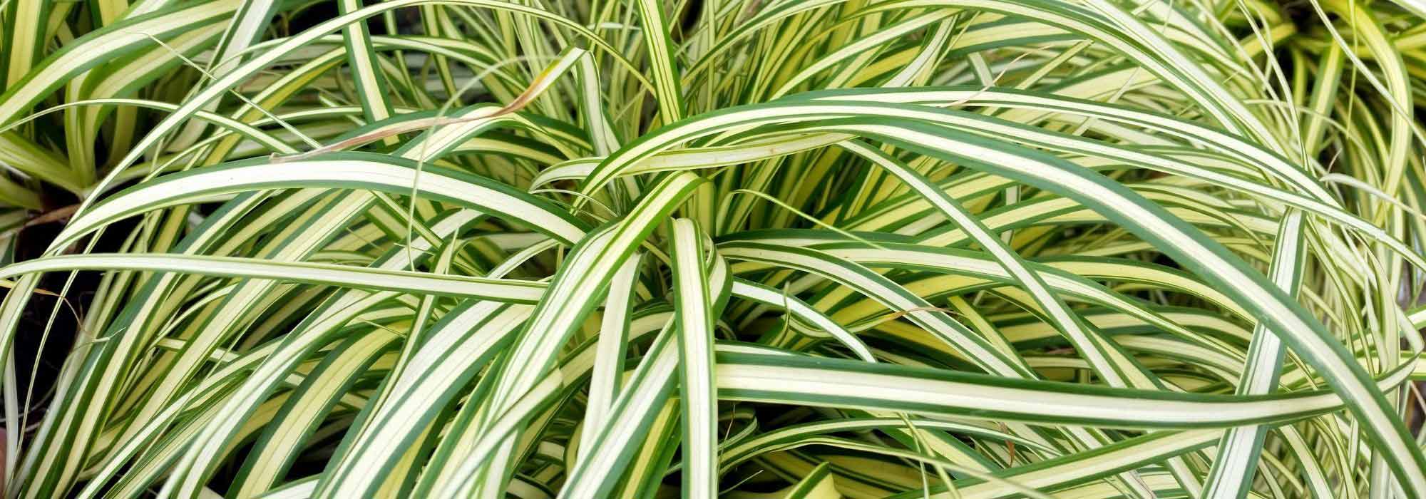 6 Carriços de folhagem variegada