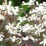 6 clematites herbáceas para florir um canteiro