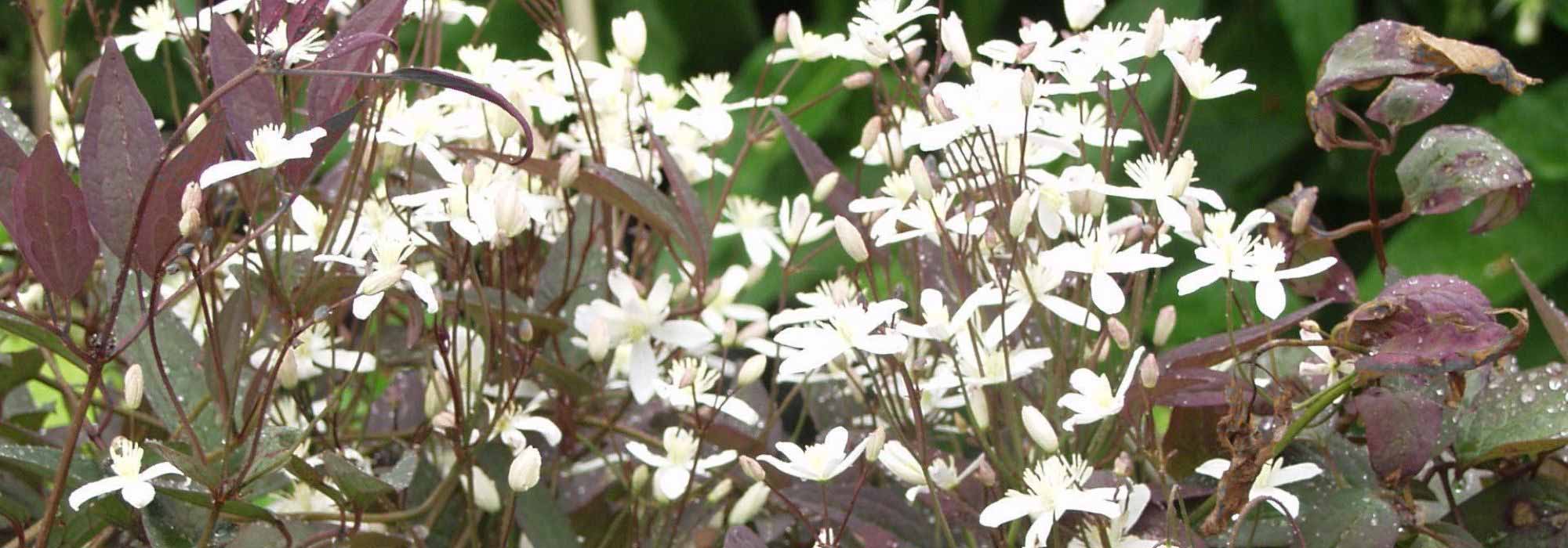 6 clematites herbáceas para florir um canteiro
