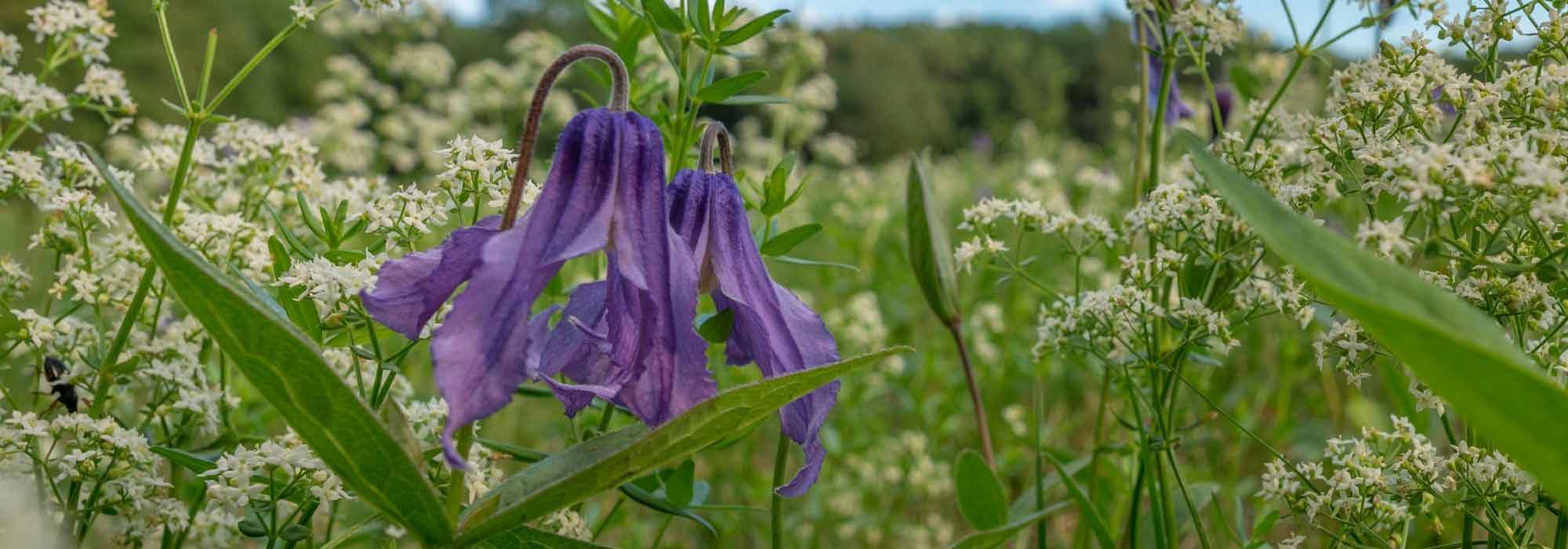 Combinar as clematites herbáceas