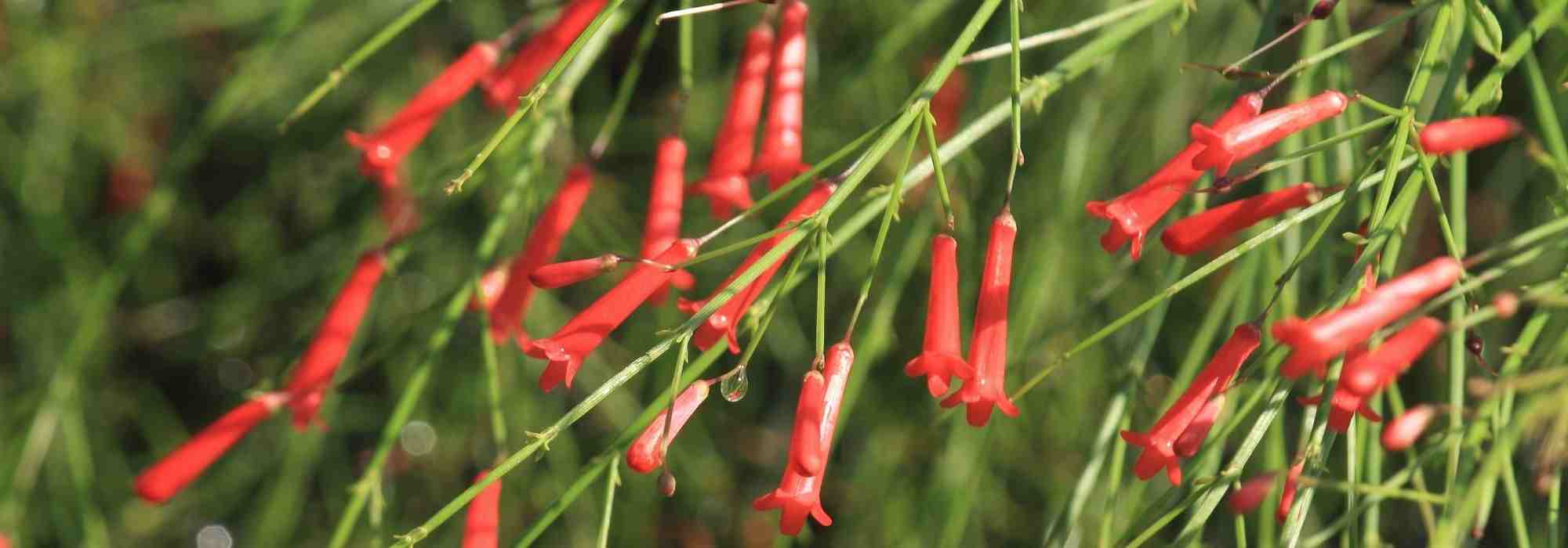 Cultivar uma flor-de-coral em vaso