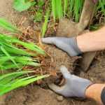 Como dividir uma planta perene?