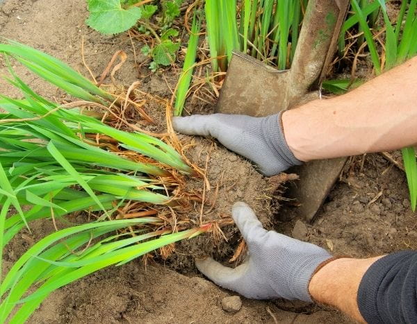 Como dividir uma planta perene?