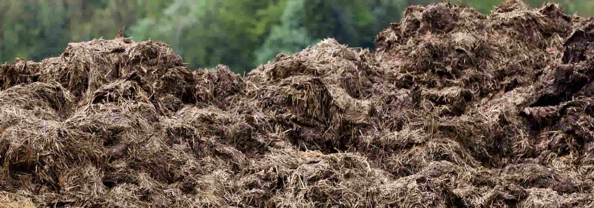 Quando e como utilizar estrume na horta?