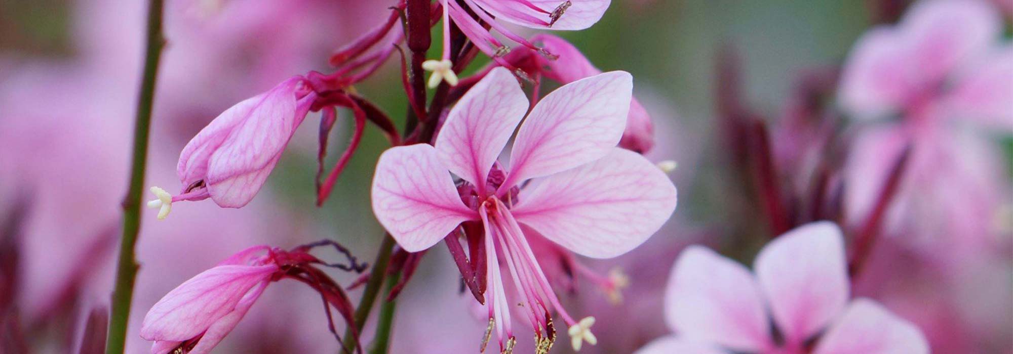Cultivar gaura em vaso