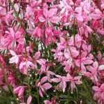 Como propagar a gaura? O nosso tutorial