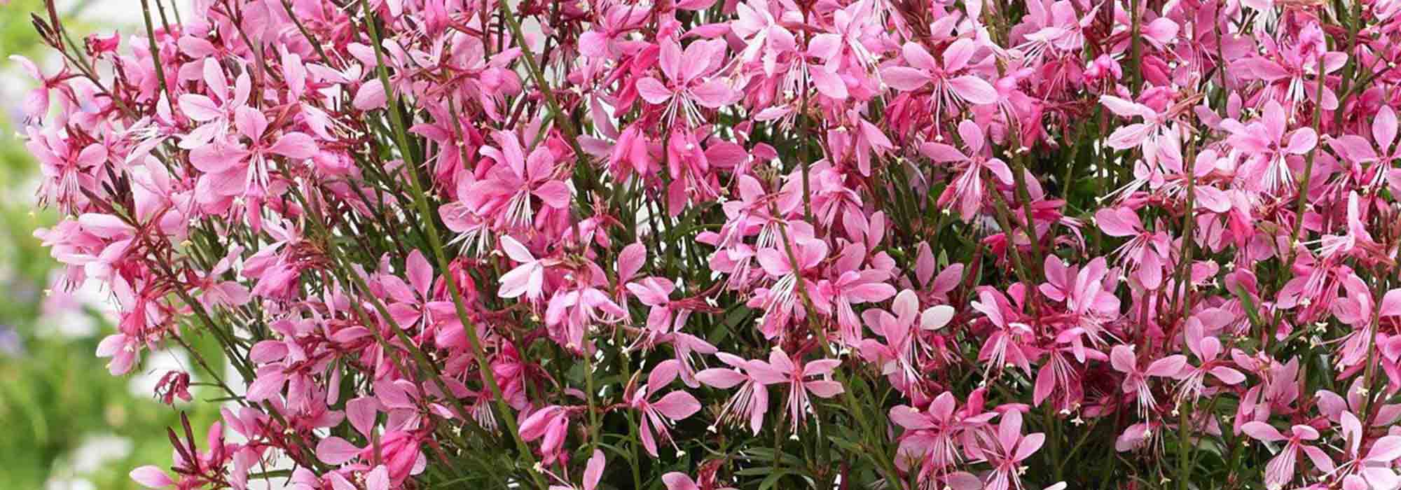 Como propagar a gaura? O nosso tutorial