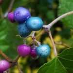 6 trepadeiras com frutos decorativos