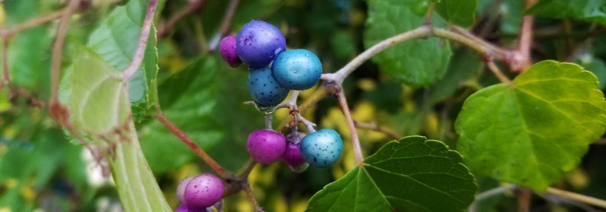 6 trepadeiras com frutos decorativos