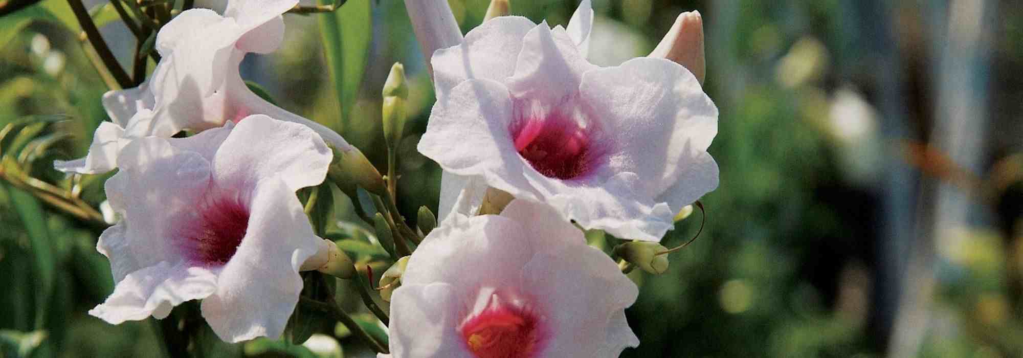 6 plantas trepadeiras que florescem durante todo o verão