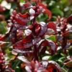 Como escolher um leucothoe?